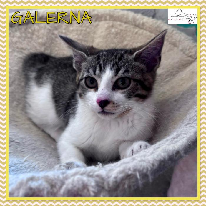 Galerna