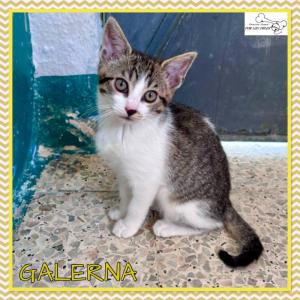 Galerna