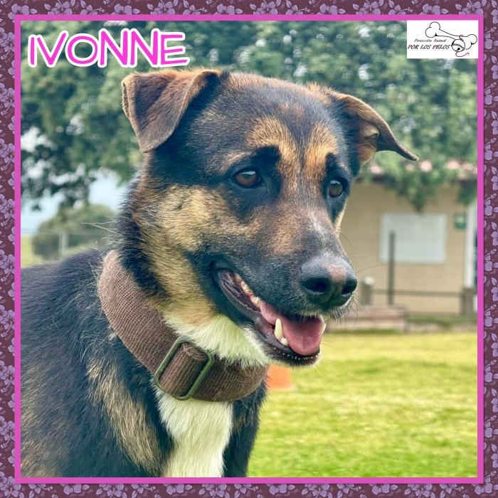 Ivonne