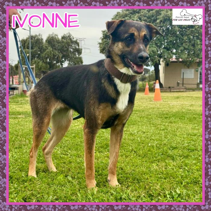 Ivonne