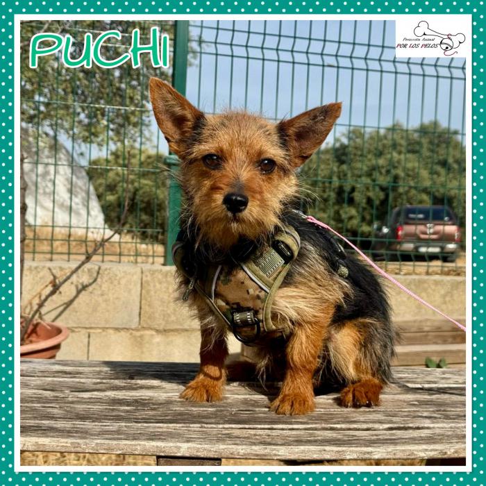 Puchi