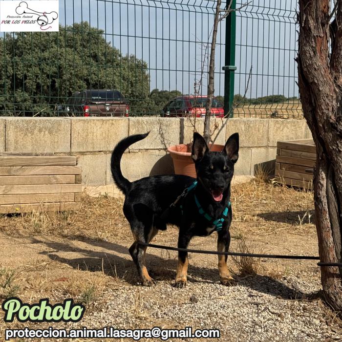 Pocholo