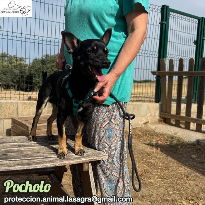Pocholo