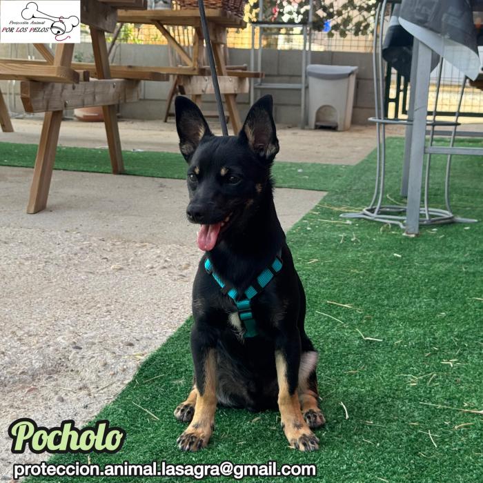 Pocholo