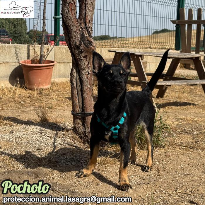 Pocholo