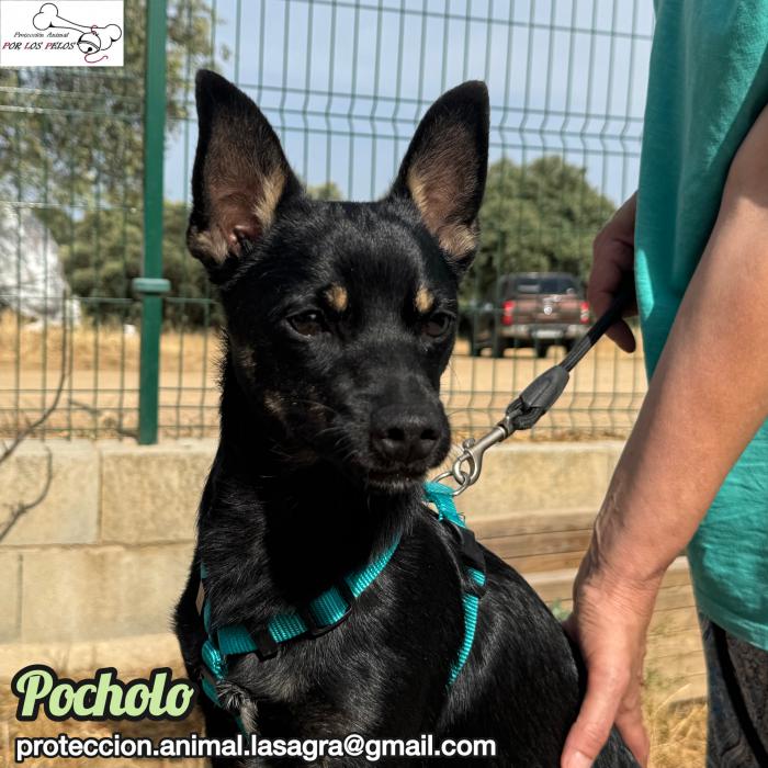 Pocholo