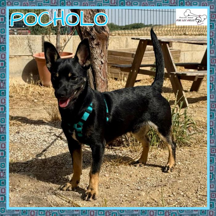 Pocholo