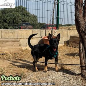 Pocholo