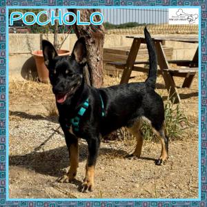 Pocholo