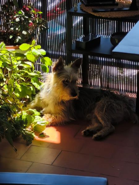 Monchito