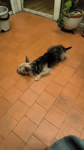 Monchito