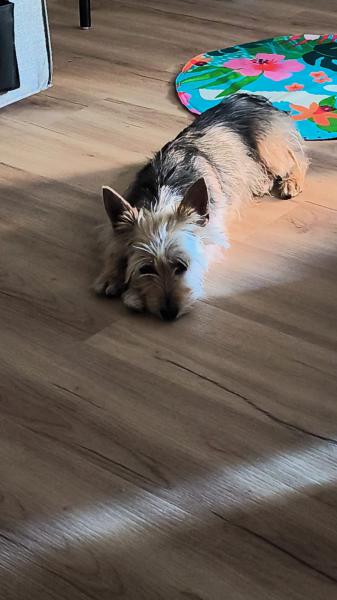 Monchito