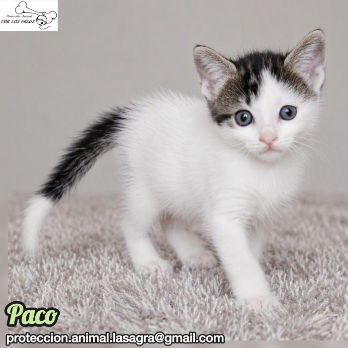 Paco