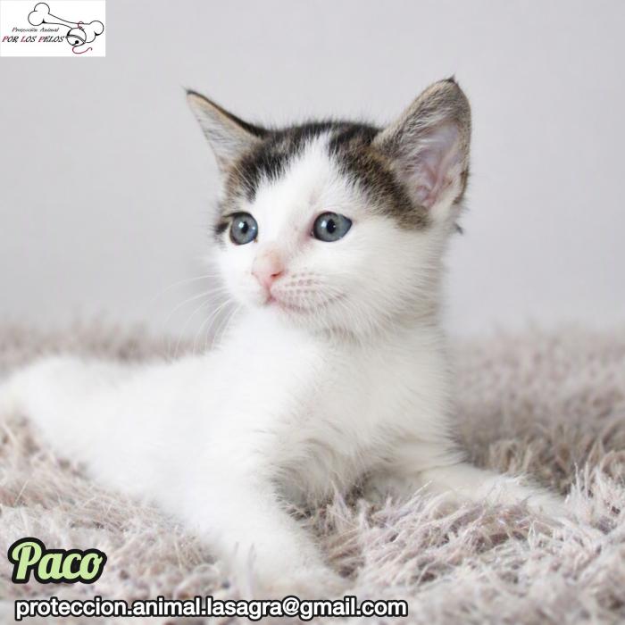 Paco