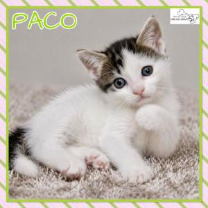 Paco