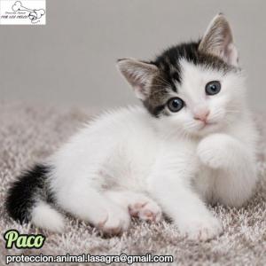 Paco
