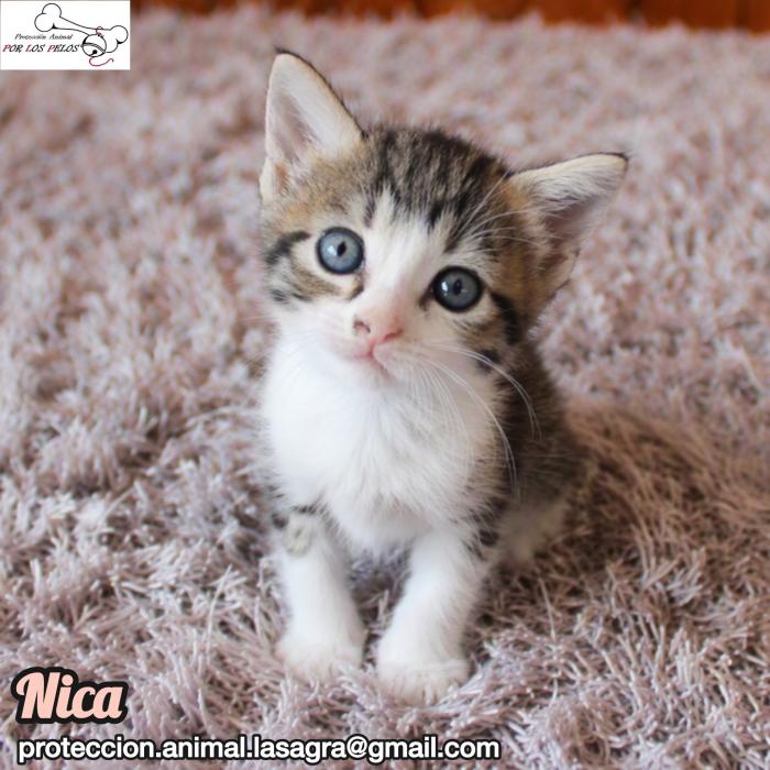 Nica