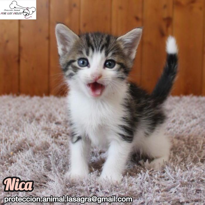 Nica