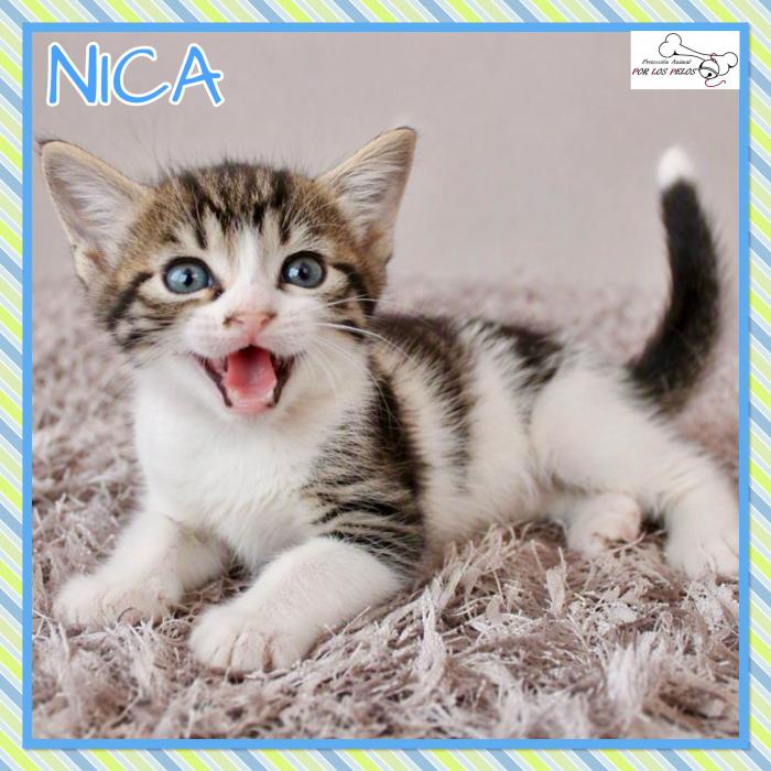 Nica