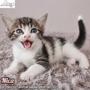 Nica