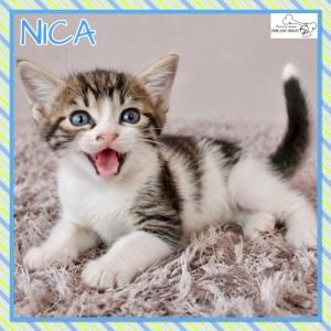 Nica