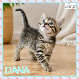 Dana