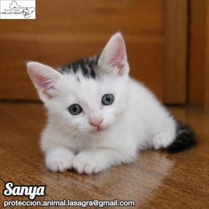 Sanya