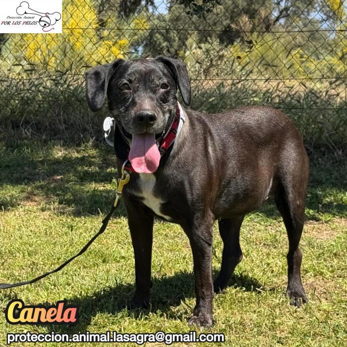 Canela