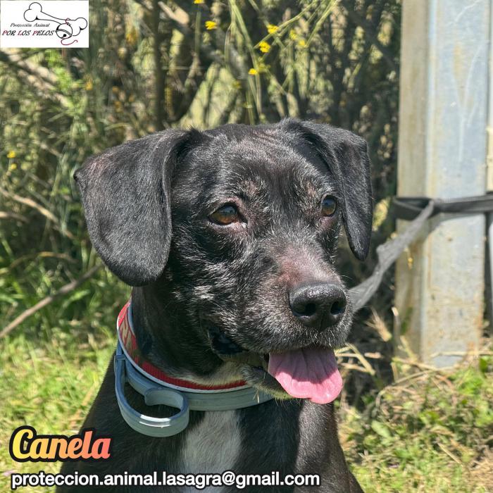 Canela