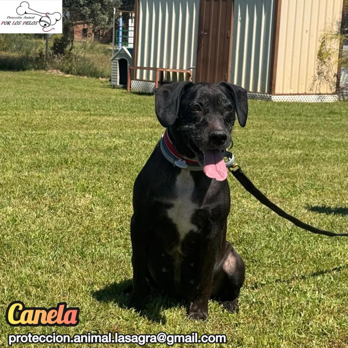 Canela