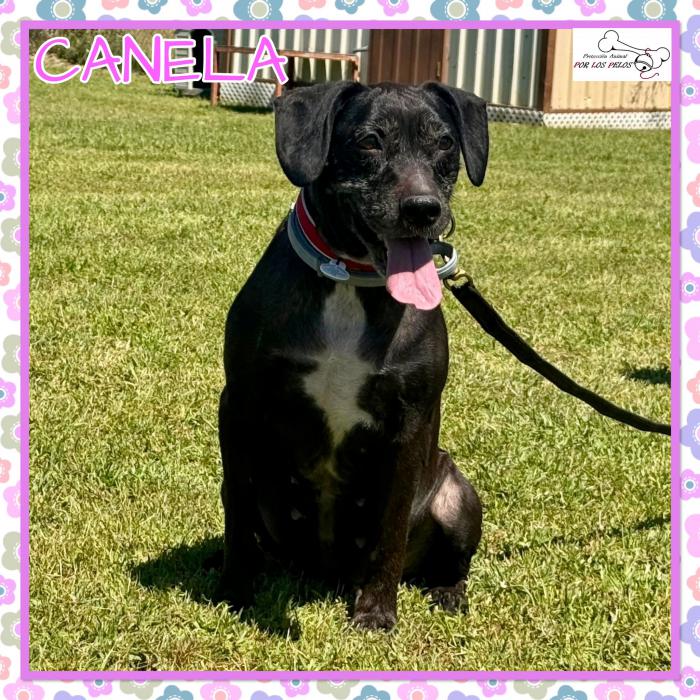 Canela