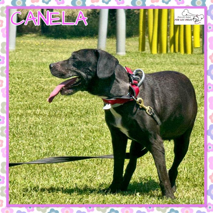 Canela