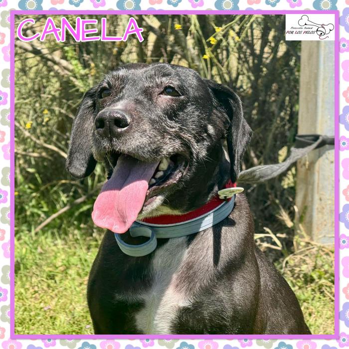 Canela