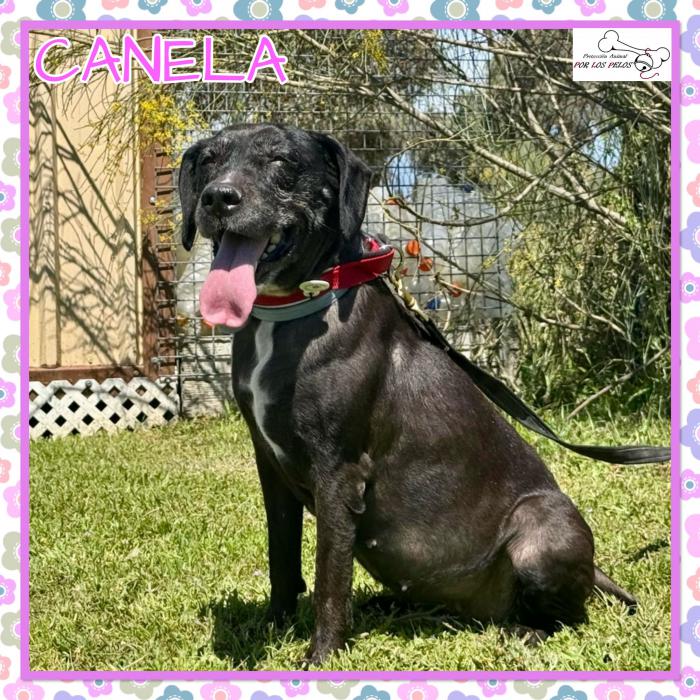 Canela