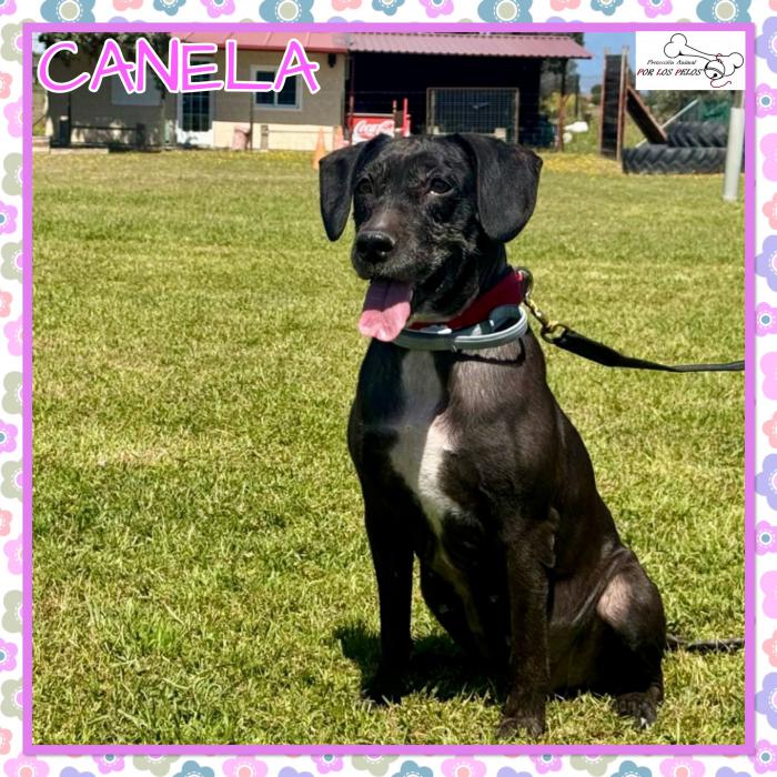 Canela