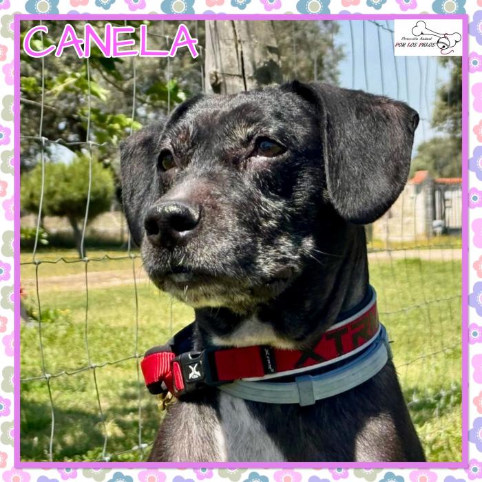 Canela