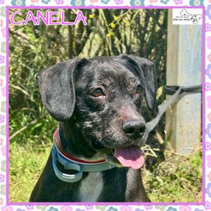 Canela