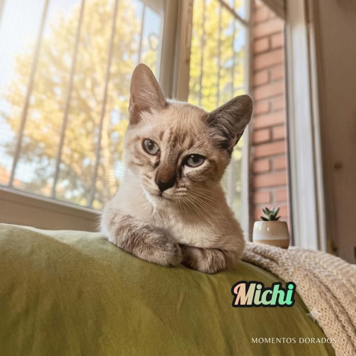 Michi