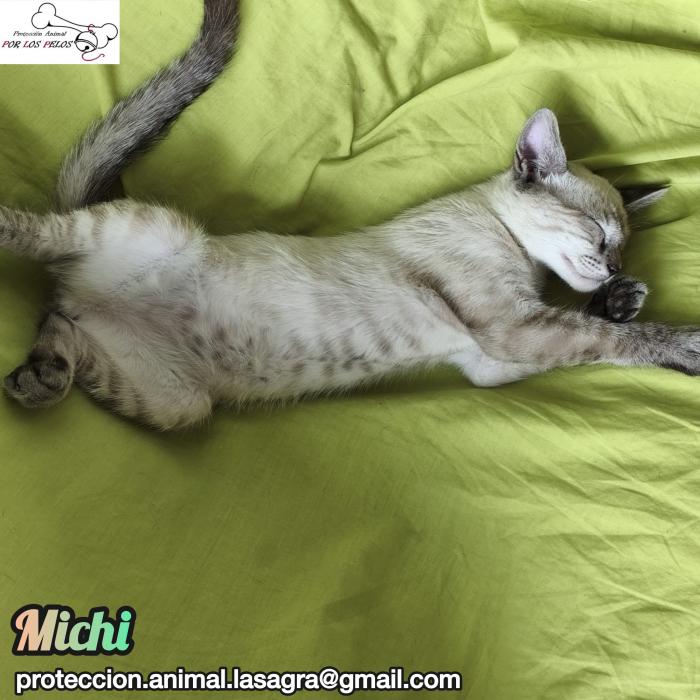 Michi