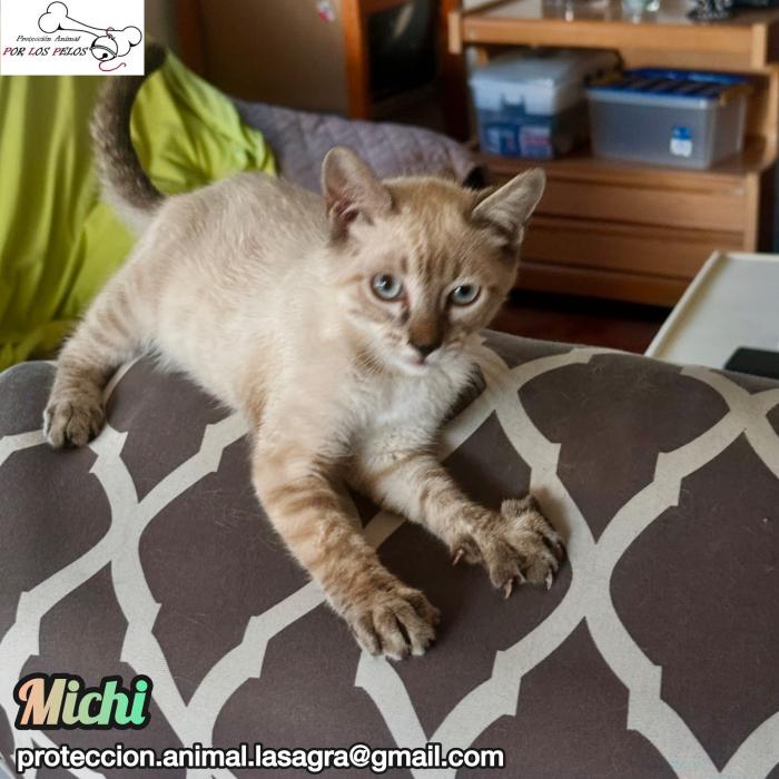 Michi