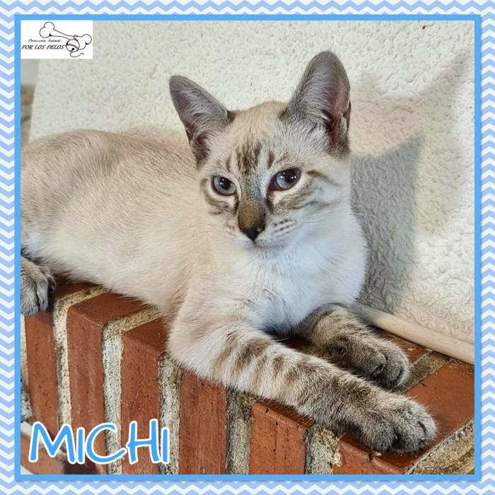 Michi