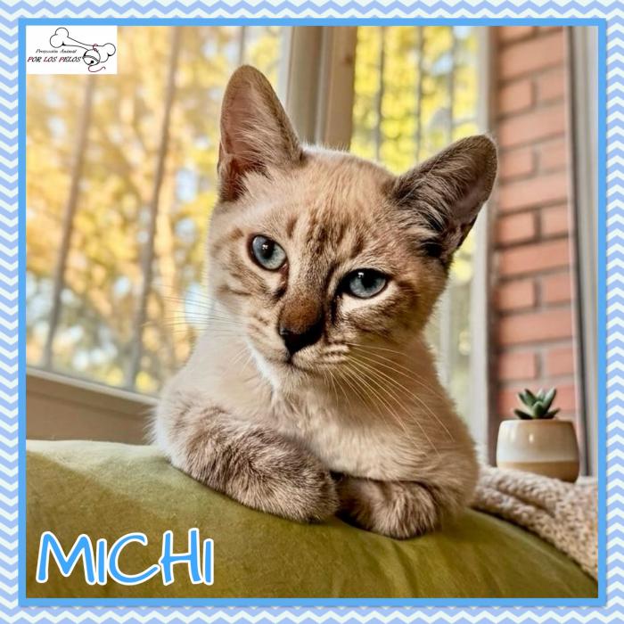 Michi