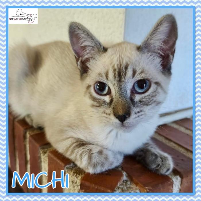 Michi