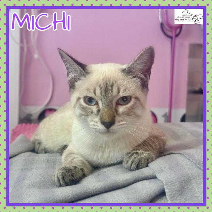 Michi