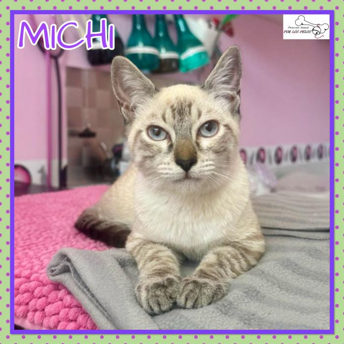 Michi