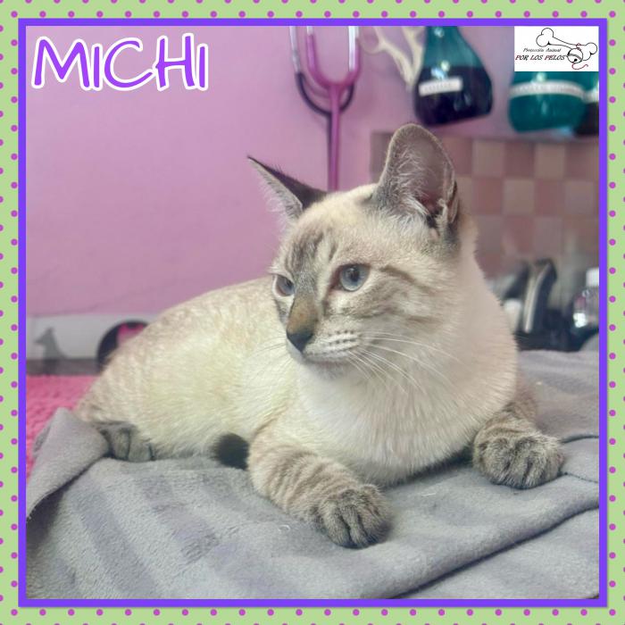 Michi