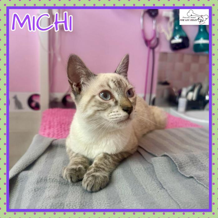 Michi