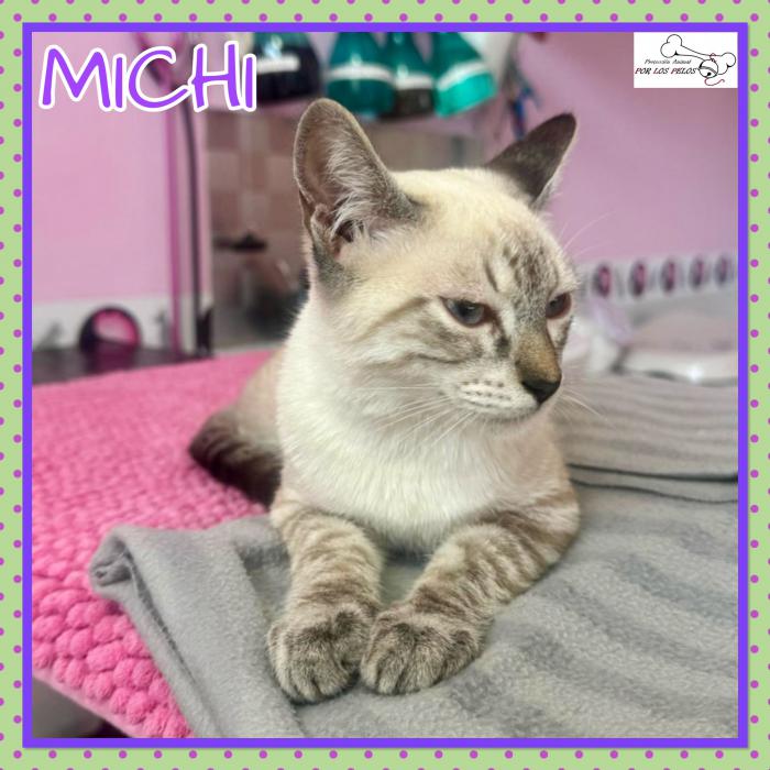 Michi
