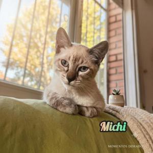 Michi