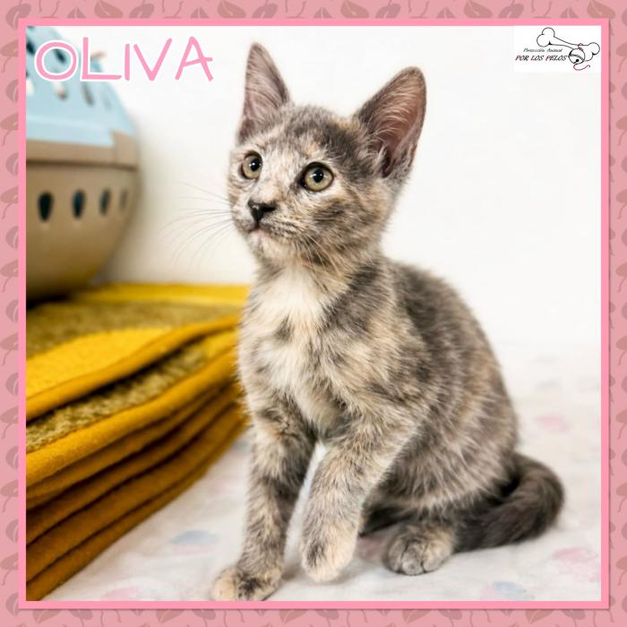 Oliva